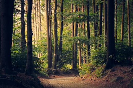 Forest canopy with sunlight